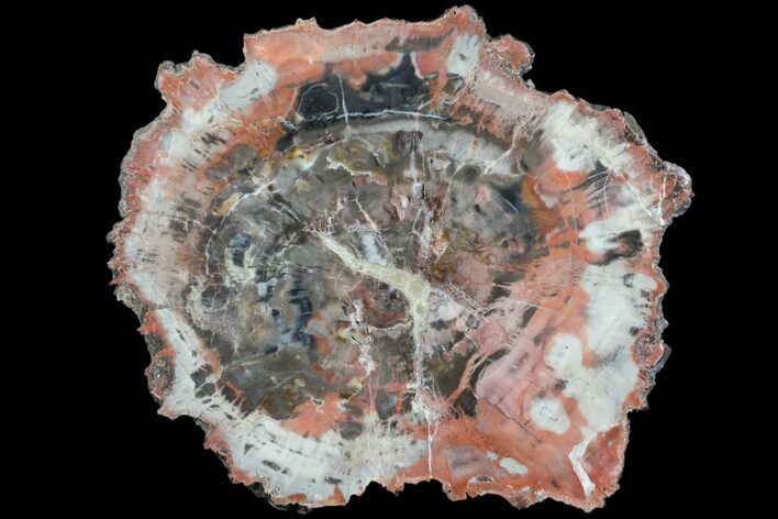 Polished Petrified Wood (Araucaria) Slab - Arizona #80891